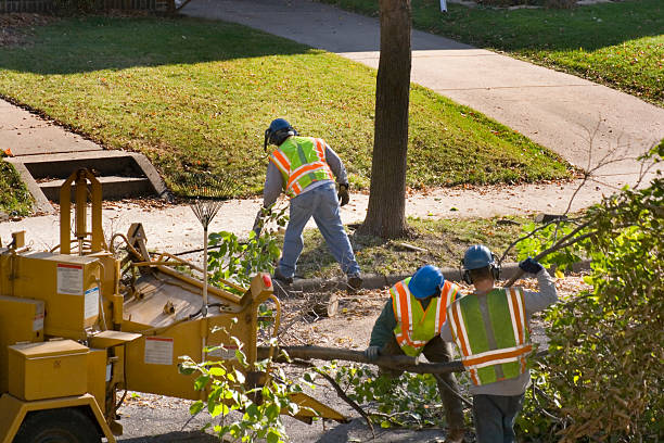 Best Tree Cutting Near Me  in Grants, NM